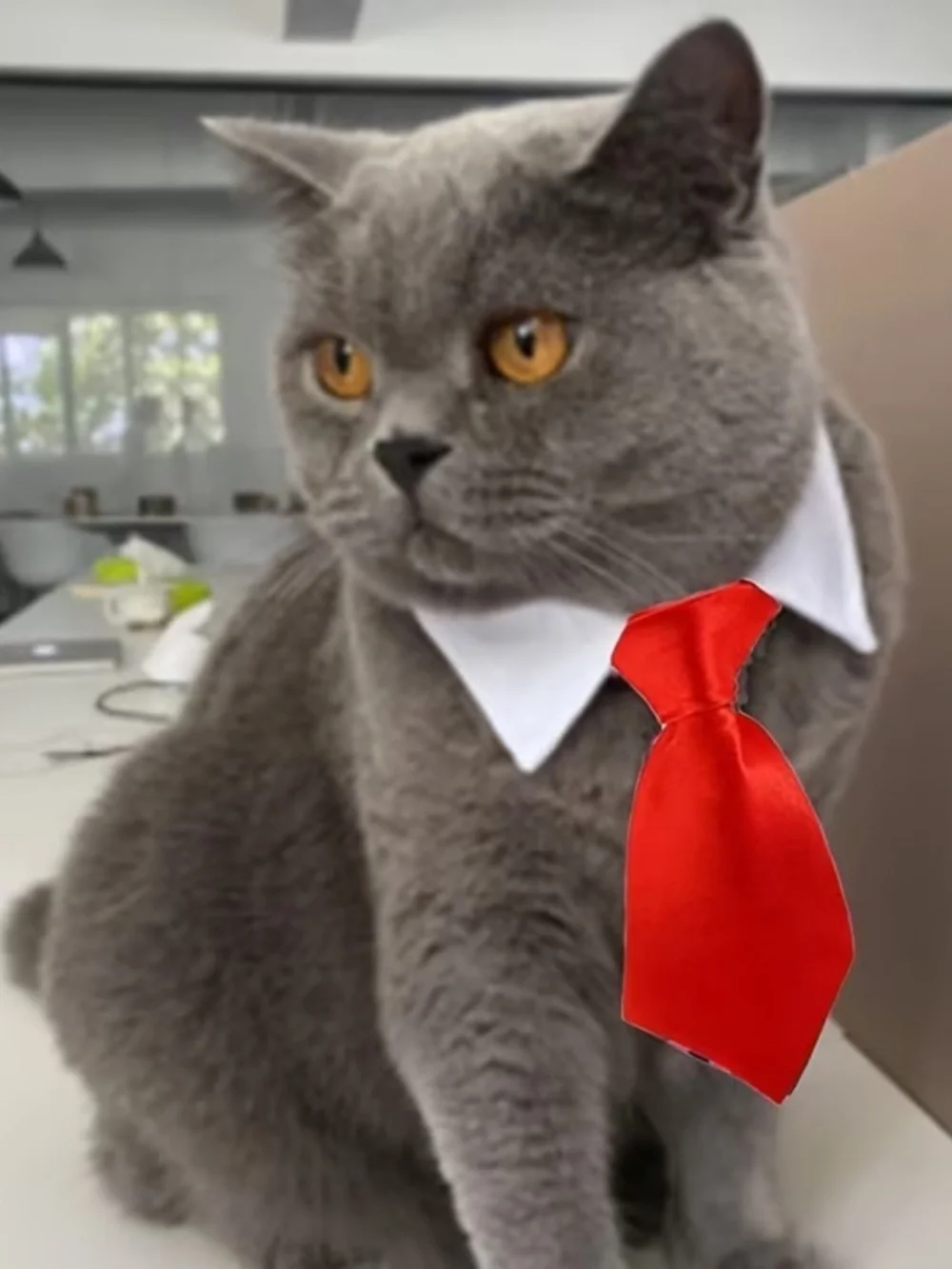 Pet Tie Collar for Cats and Small Dogs - Black or Red